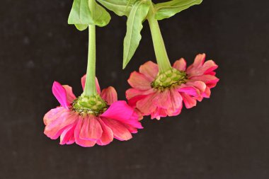 Zinnia çiçekleri koyu arkaplanda kapanıyor 