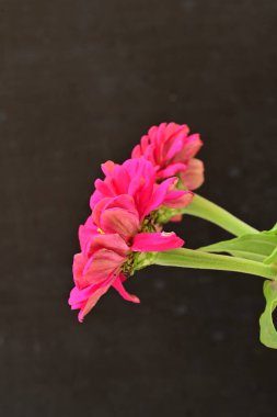 Zinnia çiçekleri koyu arkaplanda kapanıyor 