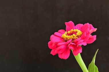 beautiful zinnia flower on dark background 