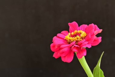 beautiful zinnia flower on dark background 