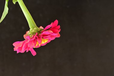 beautiful zinnia flower on dark background 