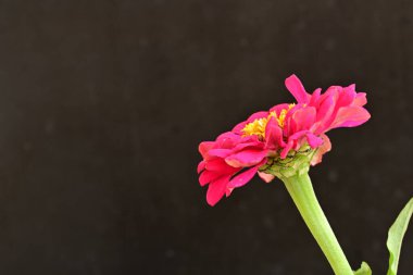 beautiful zinnia flower on dark background 