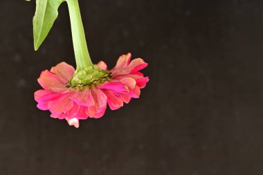 beautiful zinnia flower on dark background 