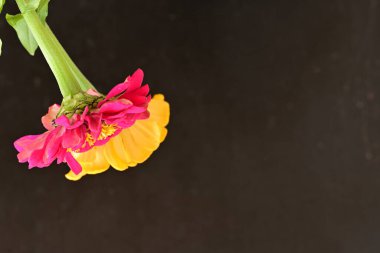 zinnia flowers on dark background close up 