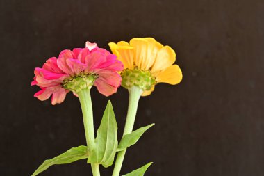 zinnia flowers on dark background close up 