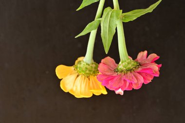 zinnia flowers on dark background close up 