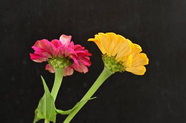 zinnia flowers on dark background close up 