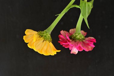 zinnia flowers on dark background close up 