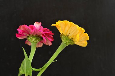 zinnia flowers on dark background close up 