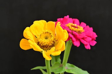 zinnia flowers on dark background close up 