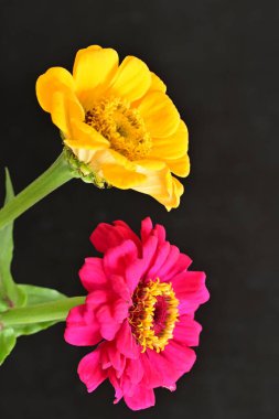zinnia flowers on dark background close up 