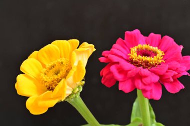 Siyah arkaplandaki zinnia çiçeklerini kapat 