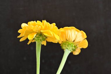 Siyah arkaplandaki zinnia çiçeklerini kapat 