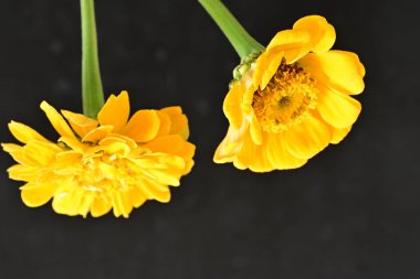 Siyah arkaplandaki zinnia çiçeklerini kapat 