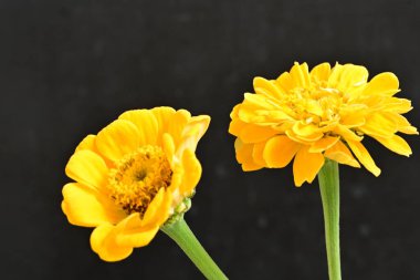 Siyah arkaplandaki zinnia çiçeklerini kapat 