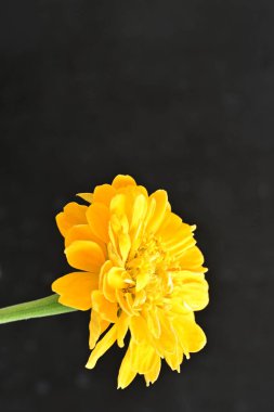 beautiful zinnia flower on dark background 