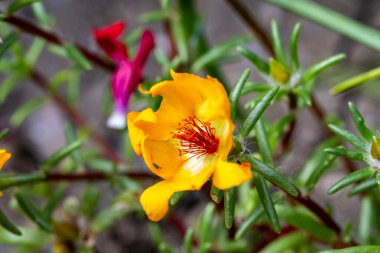 Güzel çiçeğin yakın plan görüntüsü, doğa konsepti.
