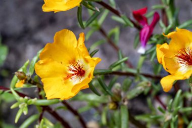 Kapalı yaz bahçesinde açan güzel çiçeklerin manzarası          