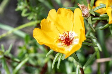 Güzel çiçeğin yakın plan görüntüsü, doğa konsepti.