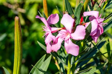 Yaz bahçesinde açan güzel, narin çiçekler, yakın.          