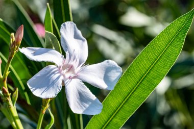 Güzel çiçeğin yakın plan görüntüsü, doğa konsepti.
