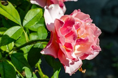 Kapalı yaz bahçesinde açan güzel çiçeklerin manzarası          