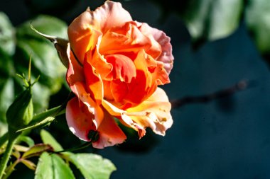 Güzel çiçeğin yakın plan görüntüsü, doğa konsepti.