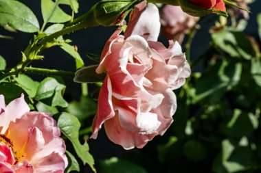 Kapalı yaz bahçesinde açan güzel çiçeklerin manzarası          