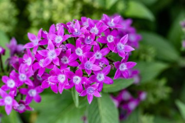 Yaz bahçesinde açan güzel, narin çiçekler, yakın.          