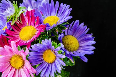 Koyu arkaplanda güzel çiçekler, yaz konsepti, yakın görüş        