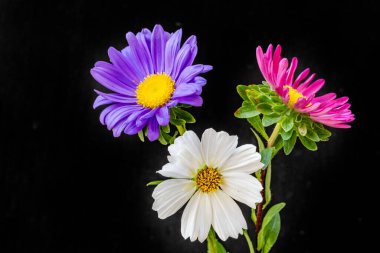 Siyah arka planda narin çiçekleri olan güzel çiçek buketini kapat.         