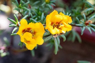 Kapalı yaz bahçesinde açan güzel çiçeklerin manzarası          