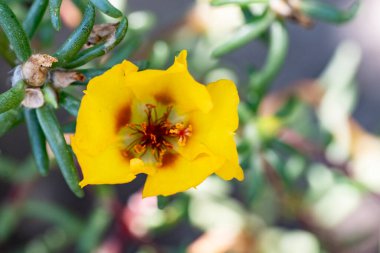 Güzel çiçeğin yakın plan görüntüsü, doğa konsepti.