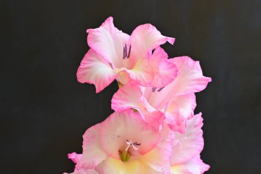 beautiful gladiolus flowers on a black background 