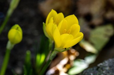 Güzel çiçeğin yakın plan görüntüsü, doğa konsepti.