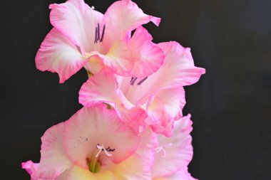 beautiful gladiolus flowers on a black background 