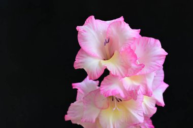 beautiful gladiolus flowers on a black background 