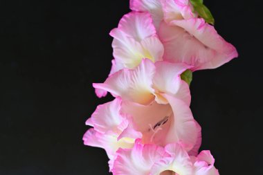 beautiful gladiolus flowers on a black background 