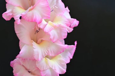 Siyah arkaplandaki zinnia çiçeklerini kapat 