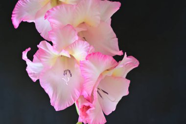 beautiful gladiolus flowers on a black background 