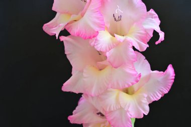 beautiful gladiolus flowers on a black background 