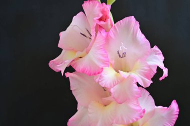 Siyah arkaplandaki zinnia çiçeklerini kapat 