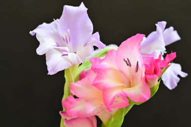 Siyah arkaplandaki zinnia çiçeklerini kapat 