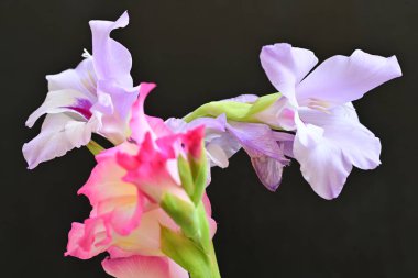 Siyah arkaplandaki zinnia çiçeklerini kapat 