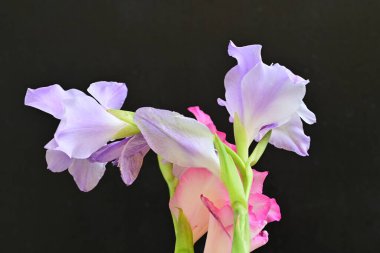 beautiful gladiolus flowers on a black background 