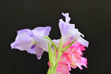 beautiful gladiolus flowers on a black background 