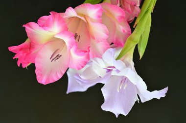 beautiful gladiolus flowers on a black background 