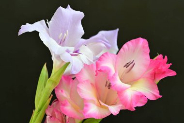 beautiful gladiolus flowers on a black background 