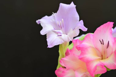 beautiful gladiolus flowers on a black background 