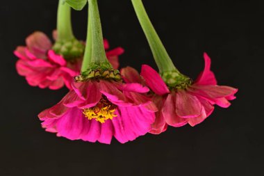 Siyah arkaplandaki zinnia çiçeklerini kapat 